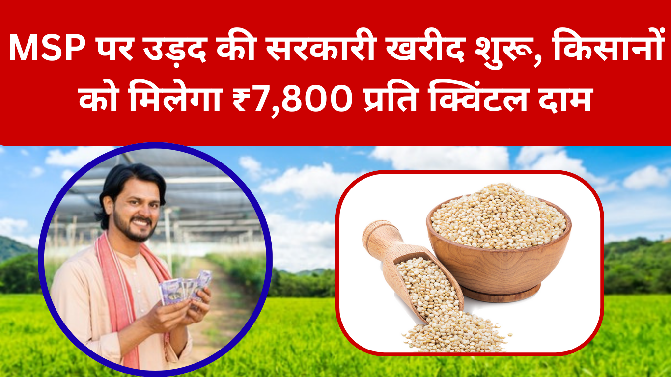 UP में MSP पर उड़द की खरीद शुरू, 17 जिलों में खुलेंगे 50 केंद्र, ₹7800 रेट