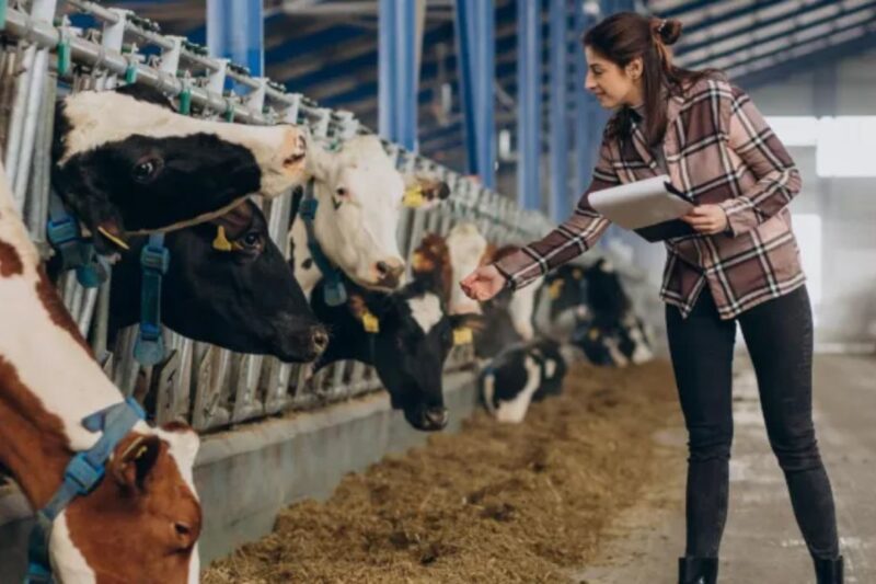 Animal Care in Summer