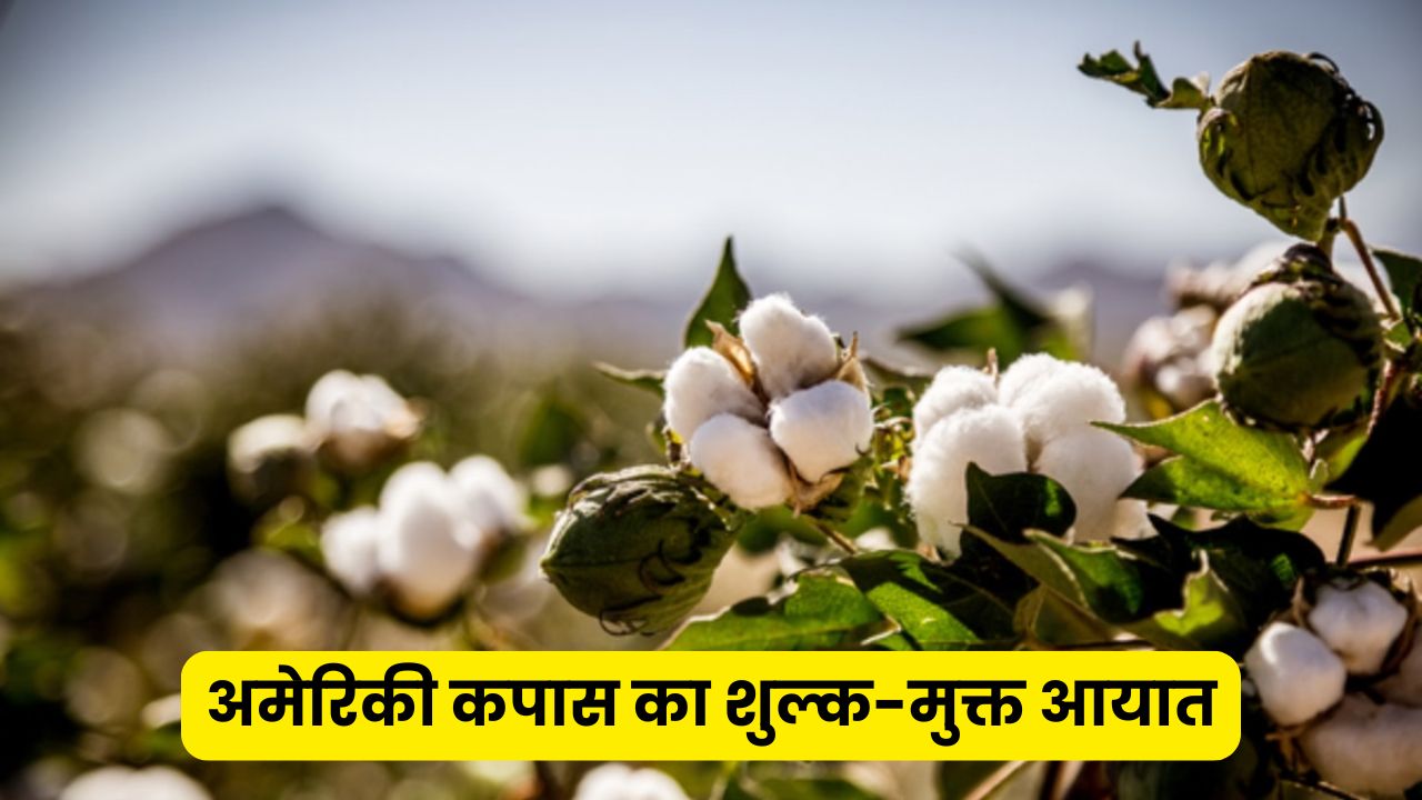 Cotton Import: अमेरिकी कपास का शुल्क-मुक्त आयात, आंकड़ों की रोशनी में देखें किसानों की आशंका और सरकार का पक्ष
