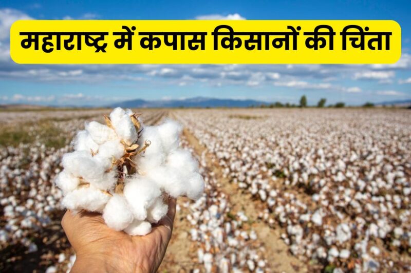 Cotton Procurement