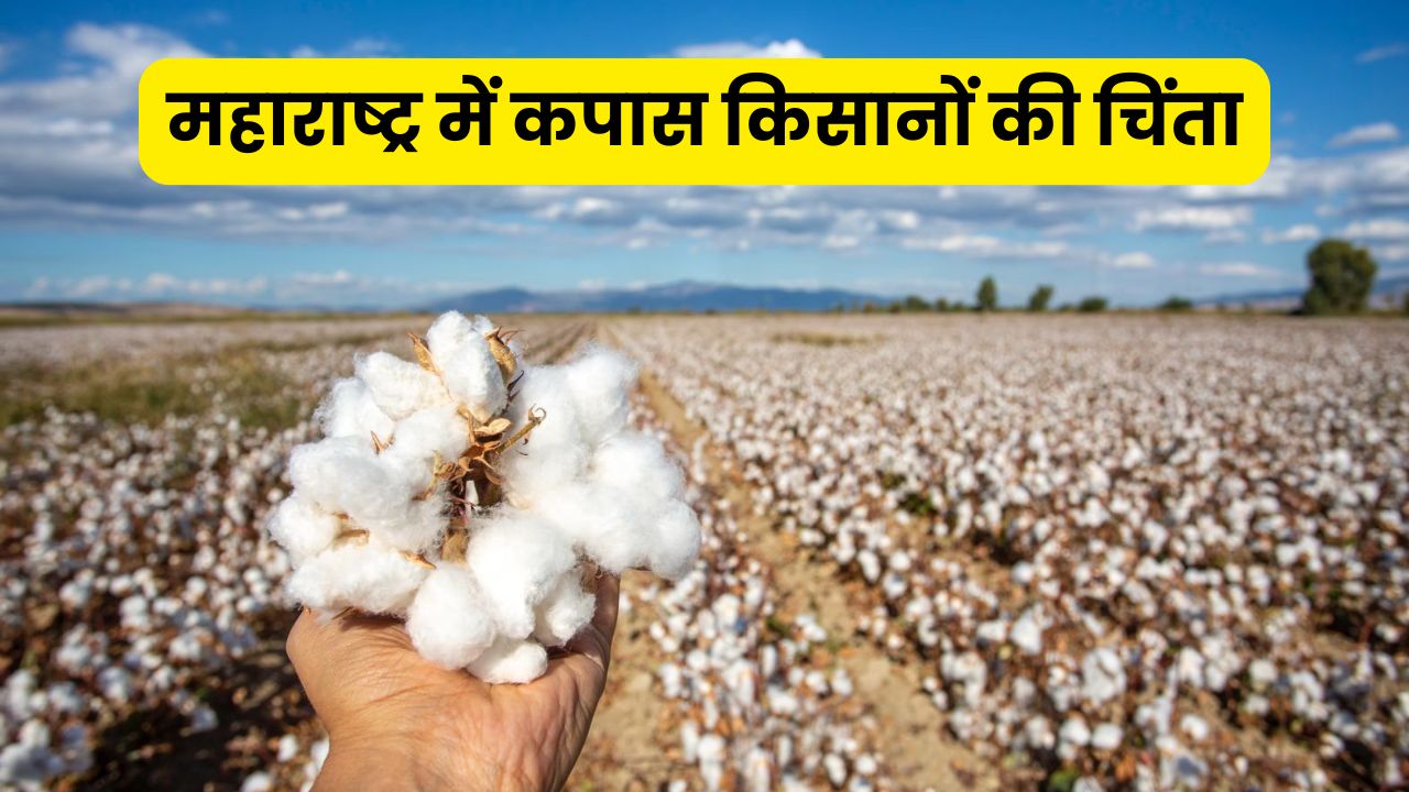 Cotton Procurement