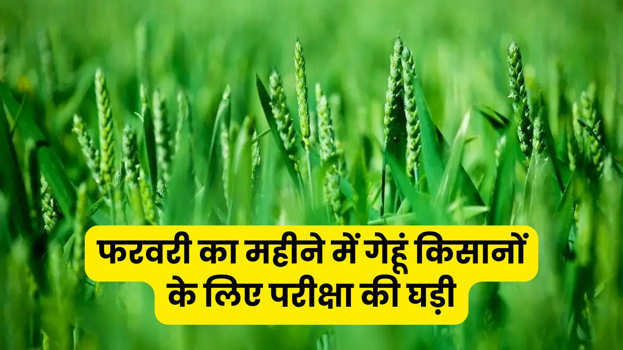Farming Tips: फरवरी का महीने में गेहूं किसानों के लिए परीक्षा की घड़ी, जानें फसल बचाने के कारगर उपाय