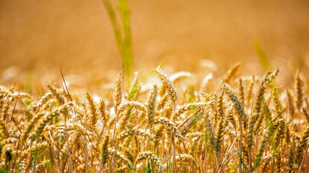 Gehun Mandi Bhav 24 Feb 2026