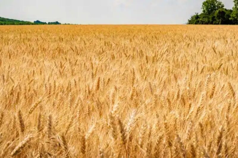 Gehun Mandi Bhav 25 Feb 2026