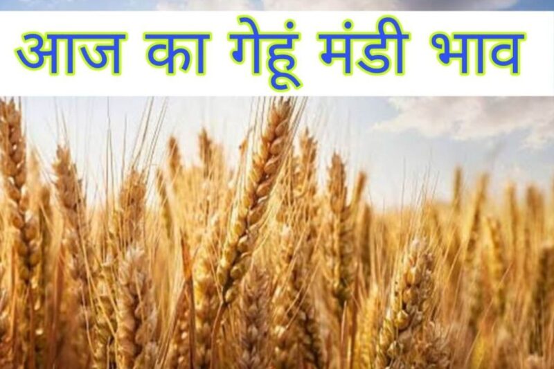 Gehun Mandi Bhav 26 Feb 2026