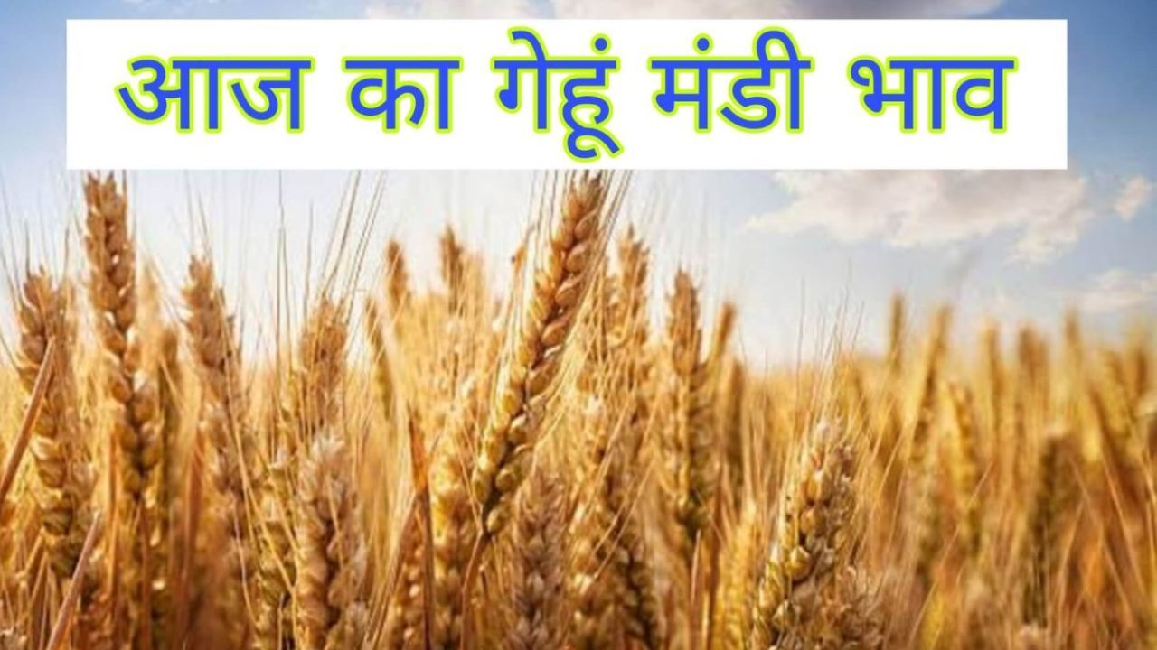 Gehun Mandi Bhav 26 Feb 2026