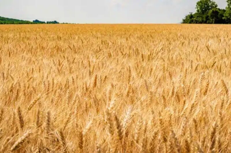 Gehun Mandi Bhav 26 Feb 2026: होली की डिमांड से लगातार गेहूं के दाम में आ रही तेजी, जानें आज के ताजा गेहूं मंडी भाव