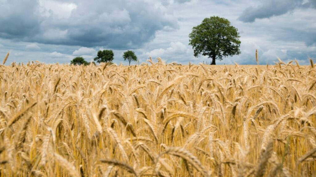 Gehun Mandi Bhav 28 Feb 2026