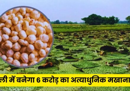 Makhana Cultivation