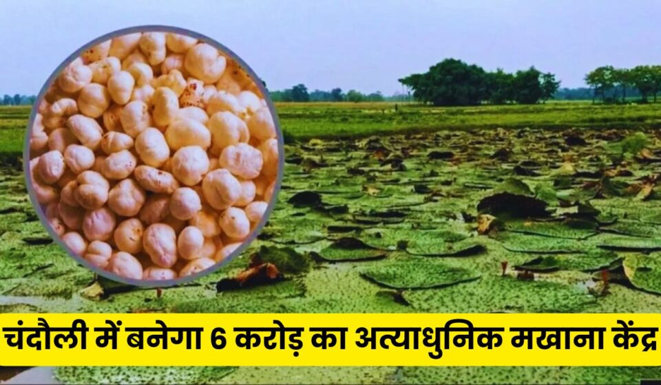 Makhana Cultivation