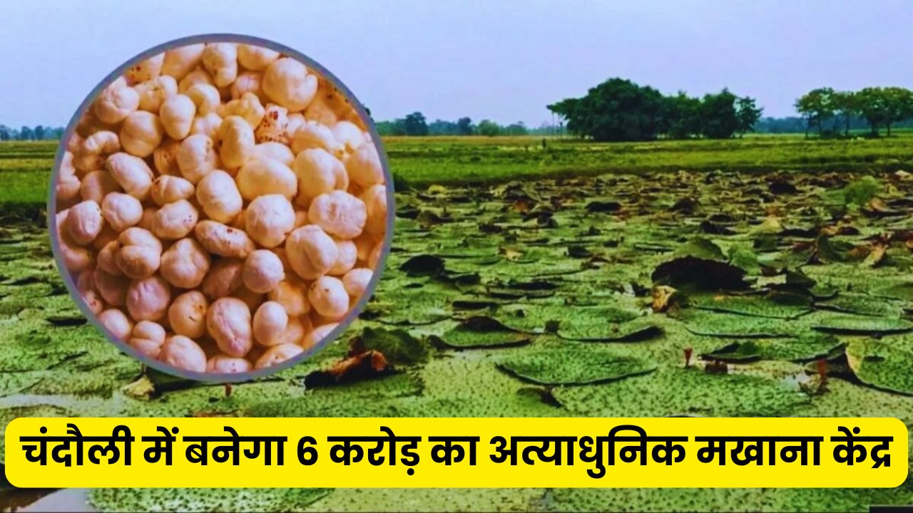 Makhana Cultivation: चंदौली में बनेगा 6 करोड़ का अत्याधुनिक मखाना केंद्र, किसानों की आमदनी बढ़ाने की तैयारी