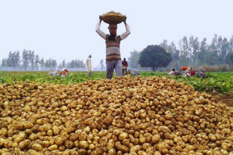 West Bengal: पश्चिम बंगाल चुनाव से पहले बड़ा फैसला, सरकार सीधे किसानों से खरीदेगी 12 लाख टन आलू, 9.50 रुपये प्रति किलो मिलेगा दाम, 110-120 लाख टन बंपर उत्पादन की संभावना, छोटे किसानों को राहत