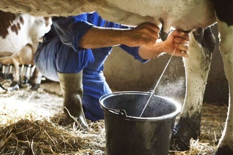 Milk Production: डेयरी और पशुपालन से मुनाफा बढ़ाने के 20 जरूरी काम, भारत दूध उत्पादन में नंबर वन लेकिन एक्सपोर्ट में पिछड़ा, जानें कैसे बदलेगी तस्वीर