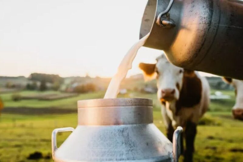 Milk Production