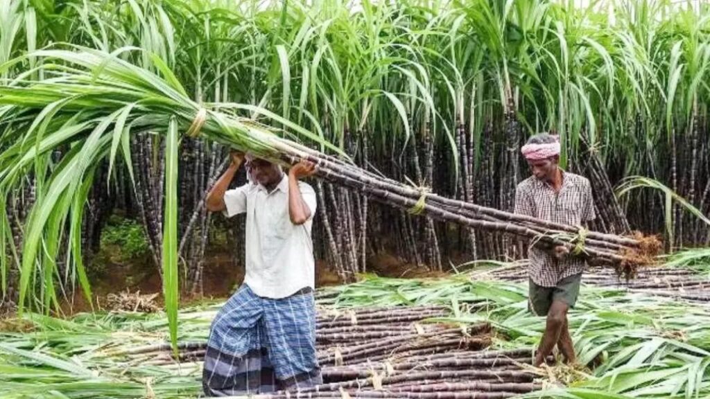 New Sugarcane Varieties