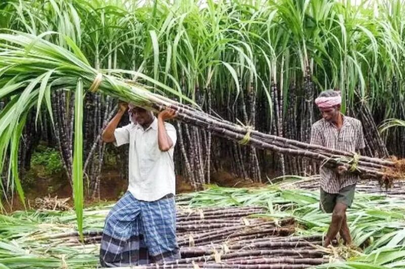 New Sugarcane Varieties