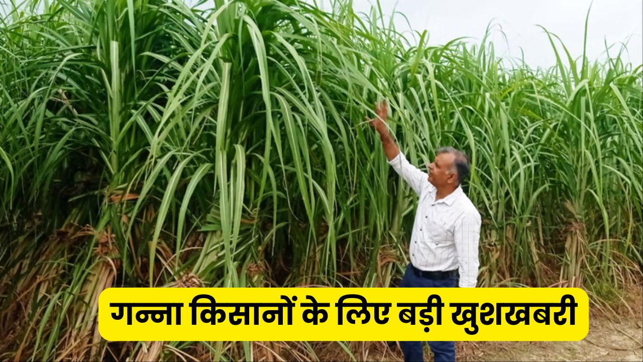 New Sugarcane Varieties