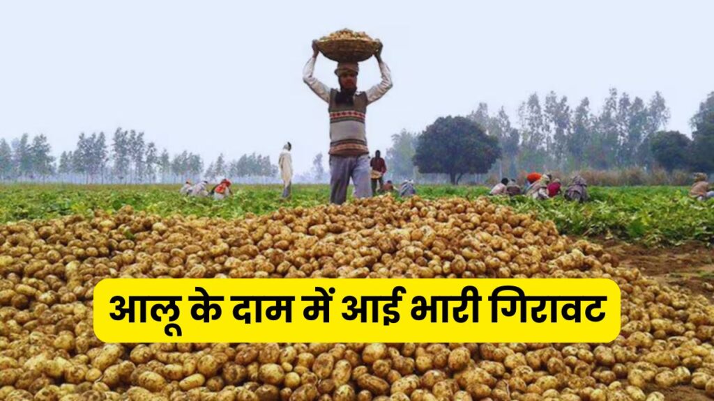 Potato Price