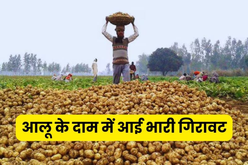 Potato Price 2026: आलू के दाम में आई भारी गिरावट, यूपी-बंगाल की मंडियों में उत्पादन लागत से नीचे भाव, किसानों की चिंता बढ़ी