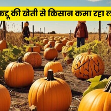 Profitable Kaddu Farming