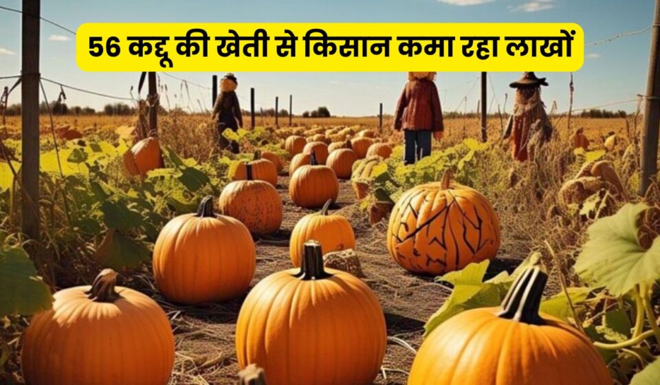 Profitable Kaddu Farming