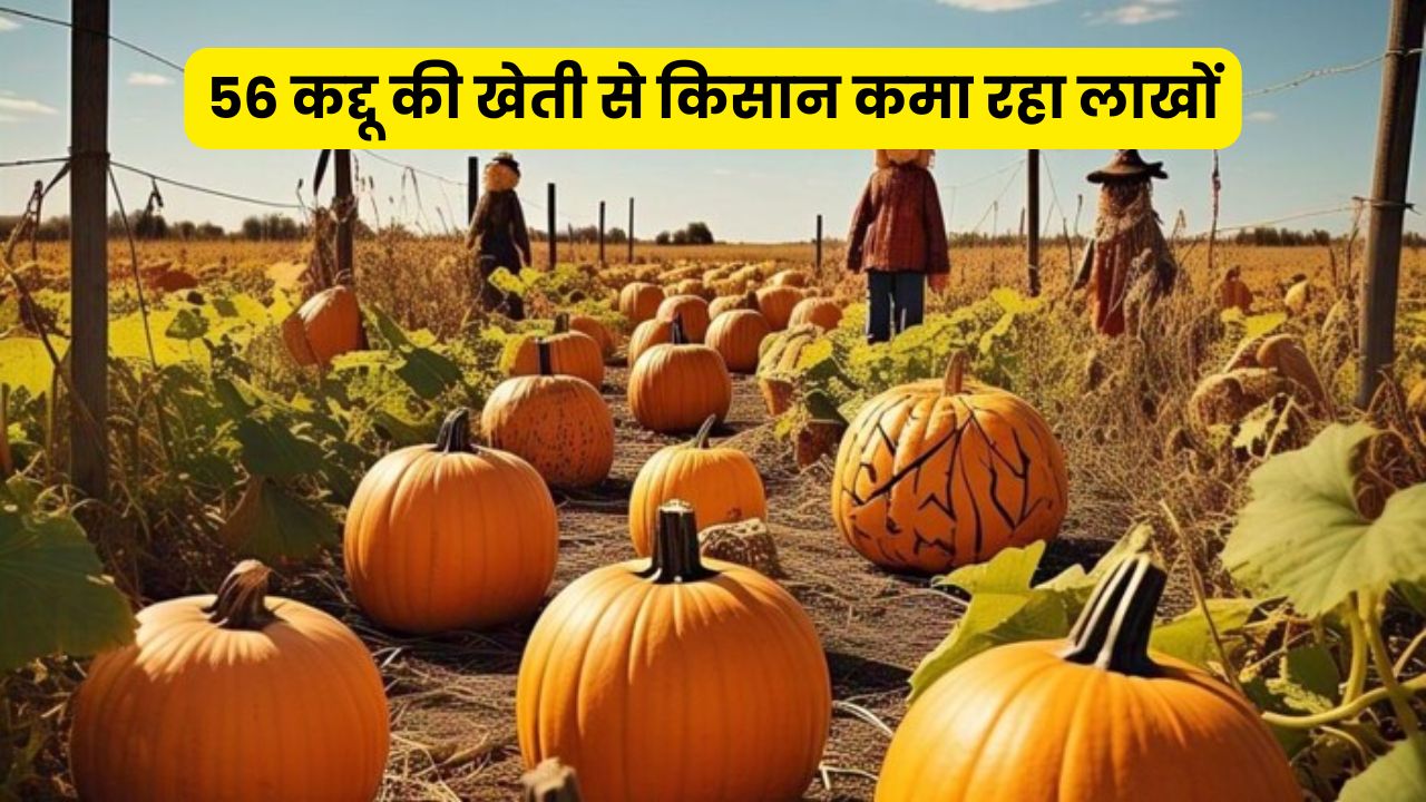 Profitable Kaddu Farming: 56 कद्दू की खेती से किसान कमा रहा लाखों, लागत 7 हजार तो मुनाफा 80 हजार, मल्चिंग तकनीक ने बदली किस्मत, पारंपरिक खेती छोड़कर सब्जियों से बंपर कमाई