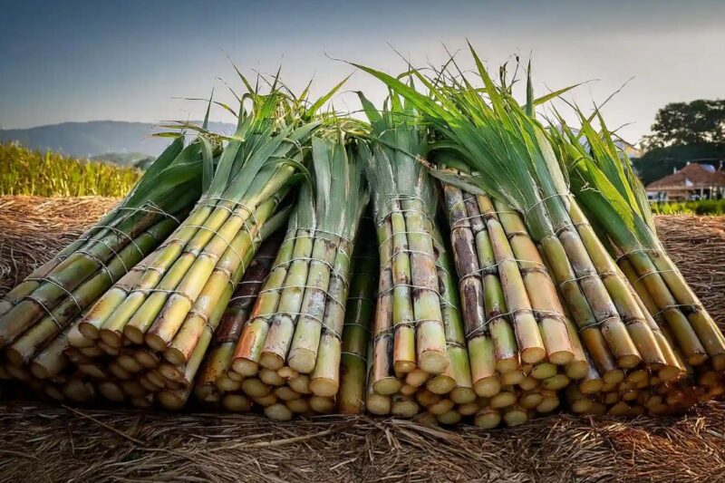 Sugarcane Farming