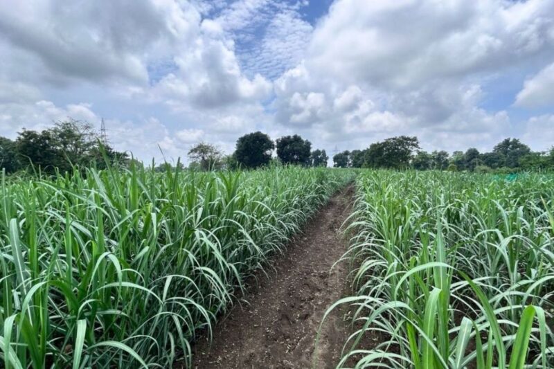 Sugarcane Farming Tips: बाढ़ और जलभराव वाले इलाकों में गन्ने की बंपर पैदावार का राज, ट्रेंच विधि और उन्नत किस्मों से 20-25 प्रतिशत अधिक उत्पादन, जानें वैज्ञानिक तरीके और खास तकनीक