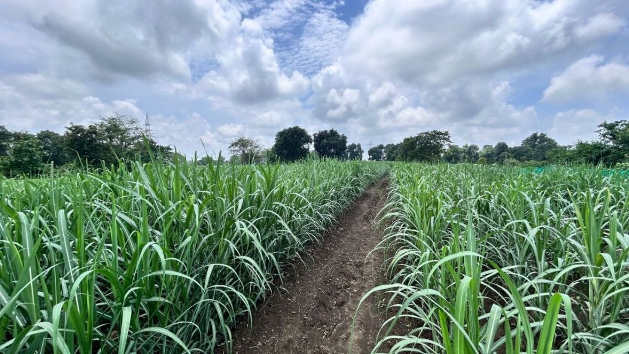 Sugarcane Farming Tips