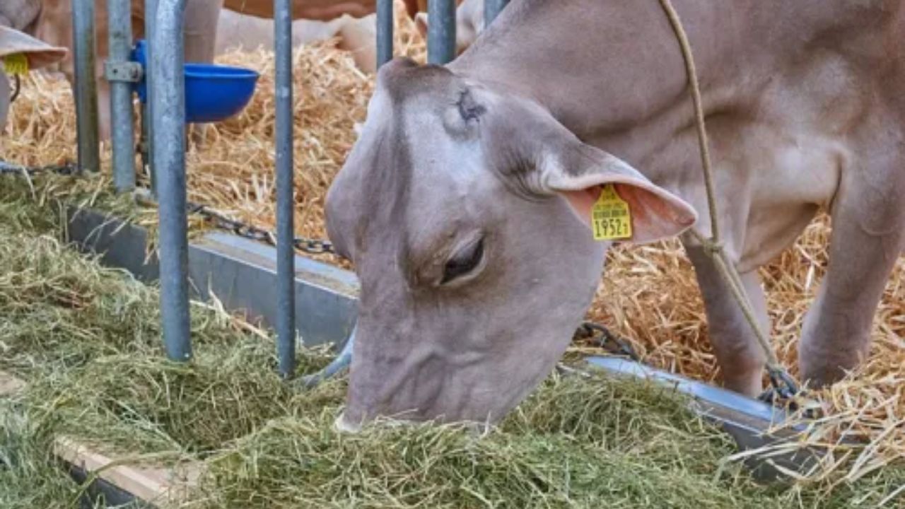 Superfood for Animal