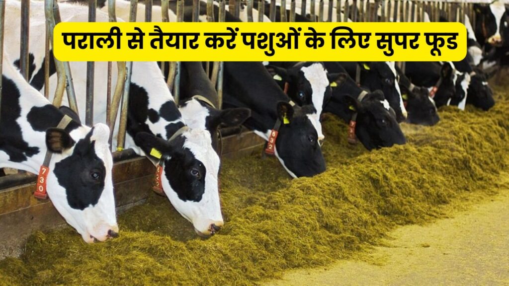 Superfood for Animal