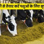 Superfood for Animal