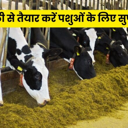 Superfood for Animal