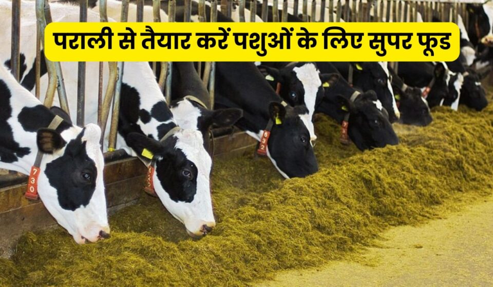 Superfood for Animal