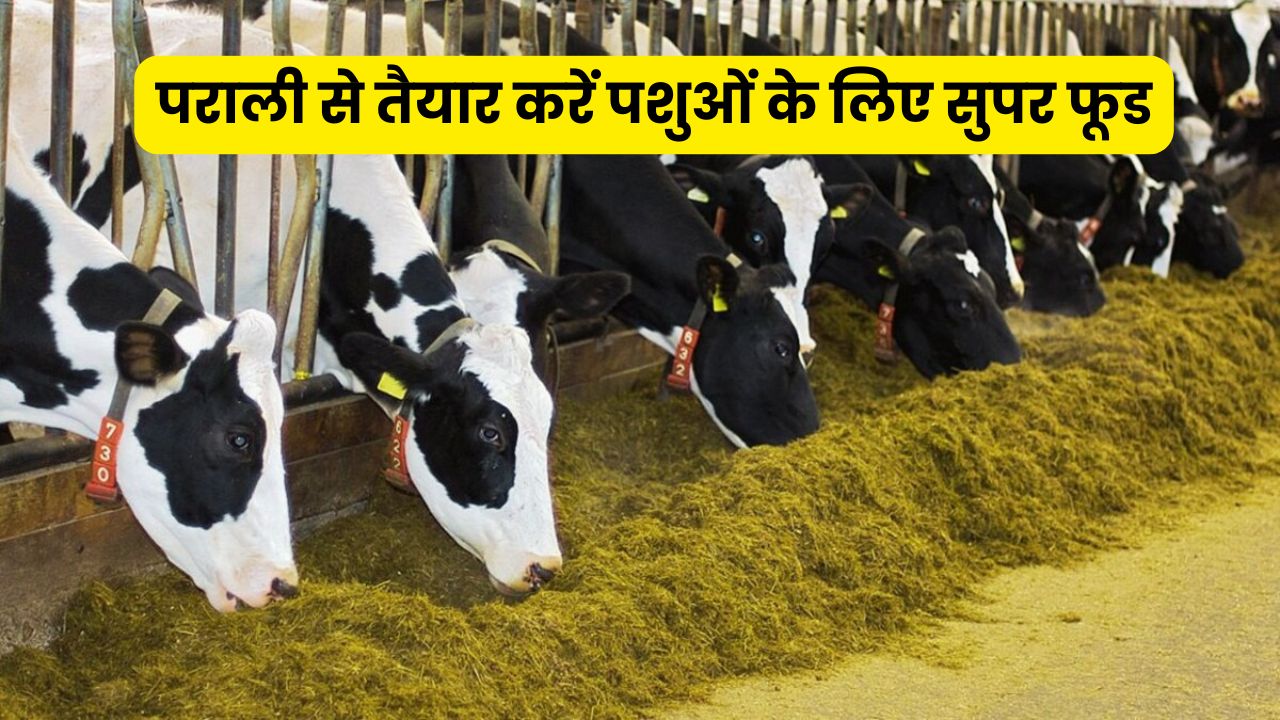 Superfood for Animal: पराली से तैयार करें पशुओं के लिए सुपर फूड, यूरिया उपचार से बढ़ेगा दूध उत्पादन, जानें पूरी विधि और फायदे