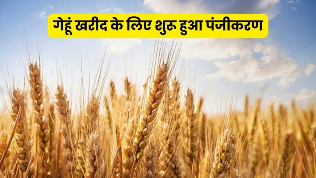 Wheat Procurement