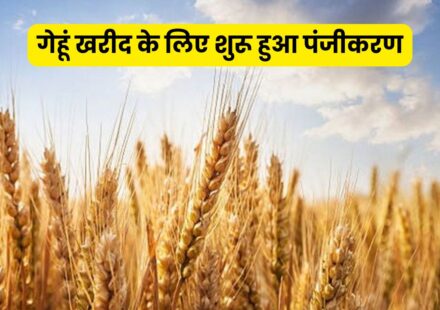 Wheat Procurement