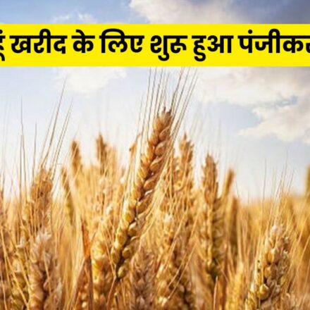 Wheat Procurement