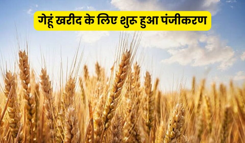 Wheat Procurement