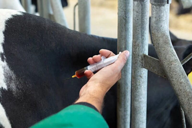 Animal Vaccination: पशुओं का टीकाकरण कैसे और कब कराएं? जानें सही तरीका और वे 12 जरूरी बातें जो हर पशुपालक को पता होनी चाहिए