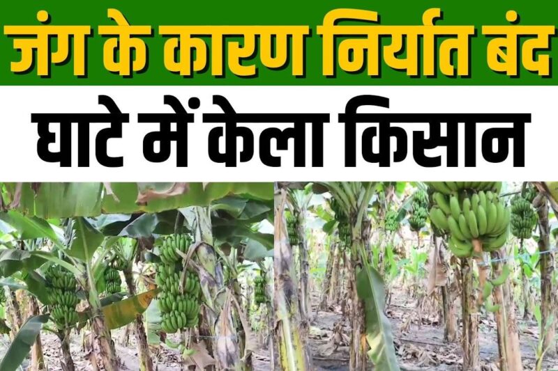 Banana Price: ईरान युद्ध से MP के बड़वानी का केला निर्यात ठप, 25 रुपये से गिरकर 8-9 रुपये किलो पहुंचा भाव, रमजान में मांग की उम्मीद भी हुई चकनाचूर, हजारों किसान आर्थिक संकट में