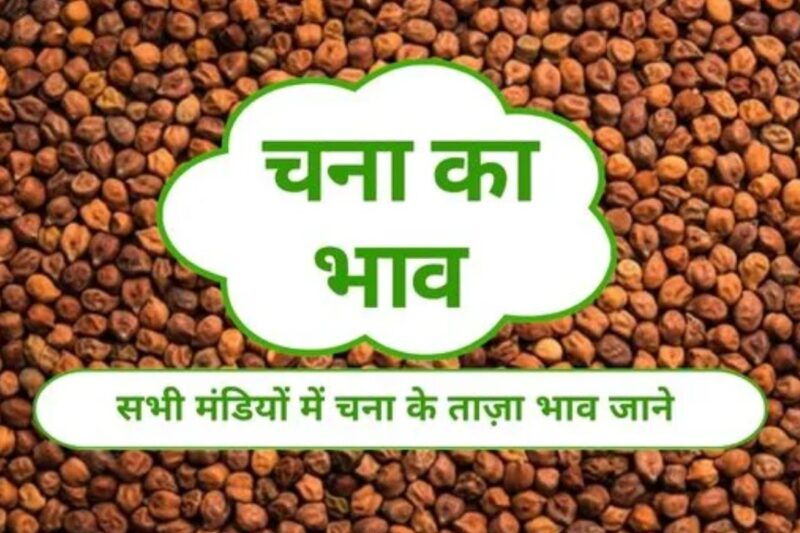 Chana Mandi Bhav 25 March 2026: चना के भाव में उतार-चढ़ाव का दौर जारी, जानें आज देशभर की प्रमुख मंडियों में क्या रहे दाम, जानें पूरी रिपोर्ट