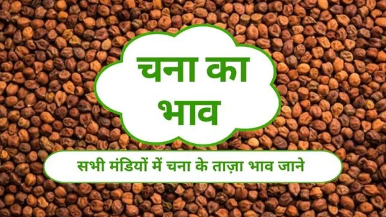 Chana Mandi Bhav 25 March 2026