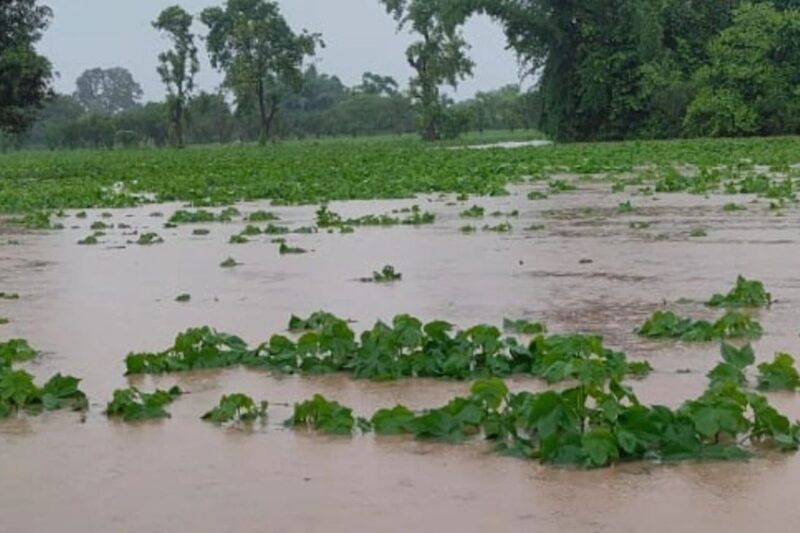 Crop Damage: कई राज्यों में बारिश और ओलावृष्टि से फसलों को नुकसान की गंभीर आशंका, महाराष्ट्र के नासिक में प्याज फसल पर भारी असर, दिल्ली-NCR में तेज हवा और बारिश, गेहूं-सरसों की तैयार फसल पर खतरा, IMD ने जारी किया येलो अलर्ट