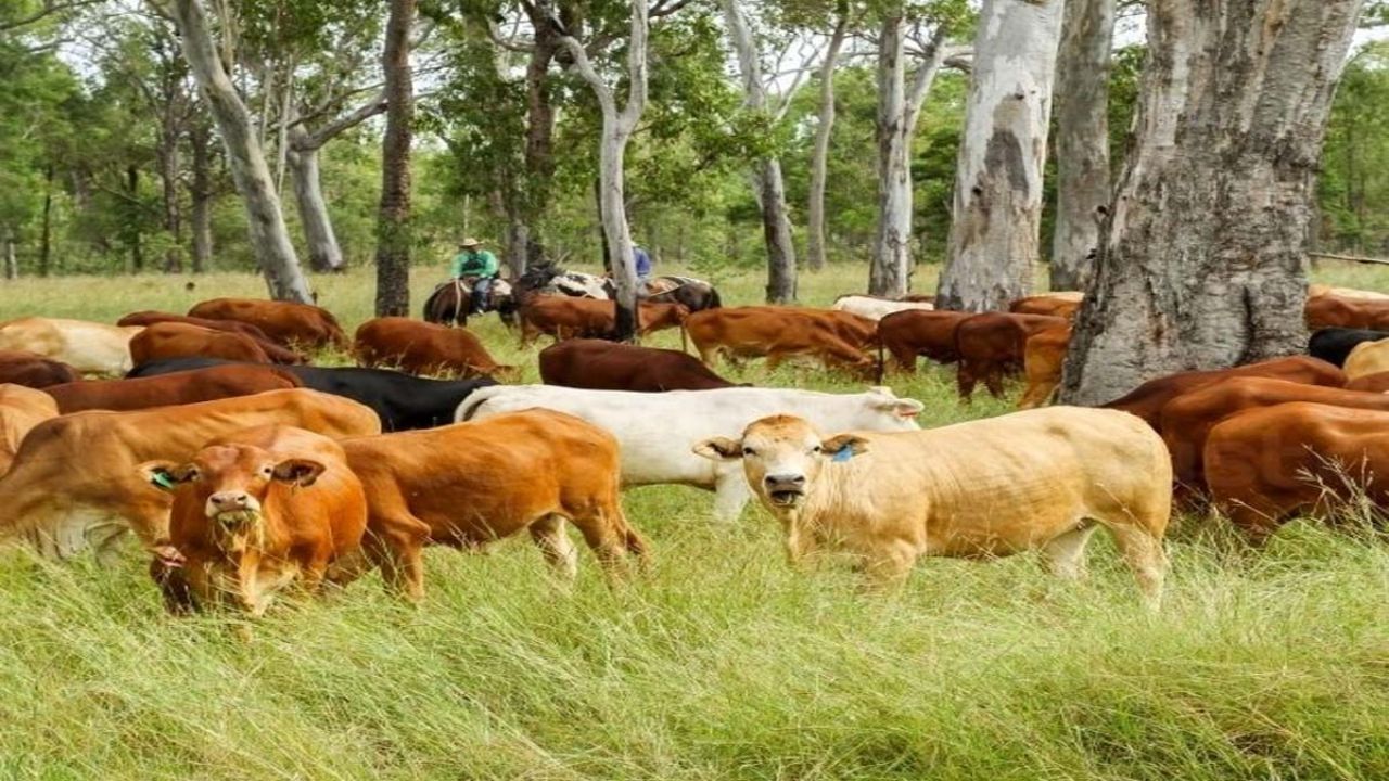 Dairy Business In India