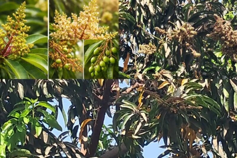 Expert Advice: बेमौसम बारिश और ओलावृष्टि से आम की फसल को 80 प्रतिशत नुकसान का खतरा, 30 दिन का इमरजेंसी स्प्रे शेड्यूल अपनाएं और बचाएं अपनी पूरी मेहनत और कमाई