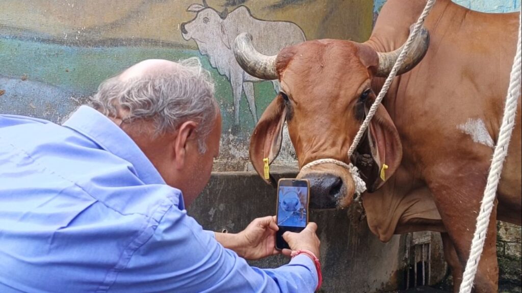 FMD Vaccination Gujrat News