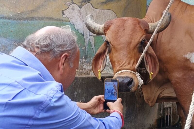 FMD Vaccination Gujrat News: गुजरात में खुरपका-मुंहपका रोग से पशुओं की सुरक्षा के लिए 15 अप्रैल तक राज्यव्यापी टीकाकरण, INAPH पोर्टल पर डिजिटल रिकॉर्ड, पशुपालकों में खुशी, जानें पूरी जानकारी