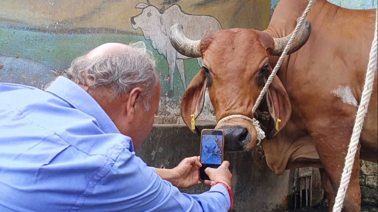 FMD Vaccination Gujrat News