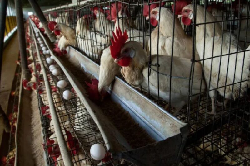 Feed-Water in Poultry: पोल्ट्री फार्म में फीड और पानी की लापरवाही बन सकती है मुर्गियों की जान की दुश्मन, जानें सही प्रबंधन के तरीके और बचाव के उपाय